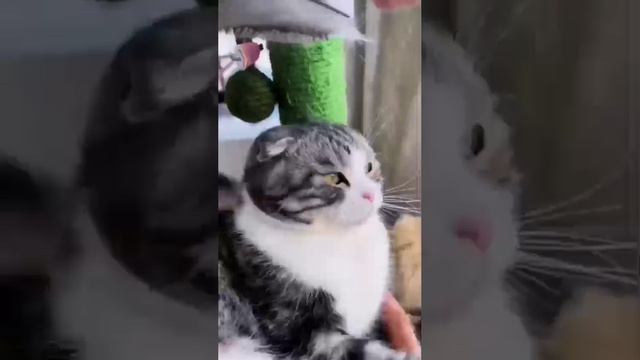 Щётка для удаления шерсти. Ссылка в описании