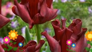 Тюльпан триумф Рэд Дресс. Краткий обзор, описание характеристик, где купить луковицы Red Dress