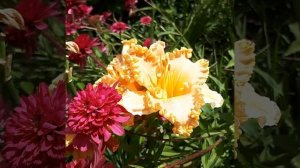 Лилейник Spacecoast Starburst