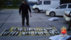 В Магаданской области задержан подозреваемый в незаконном вылове дальневосточного лосося