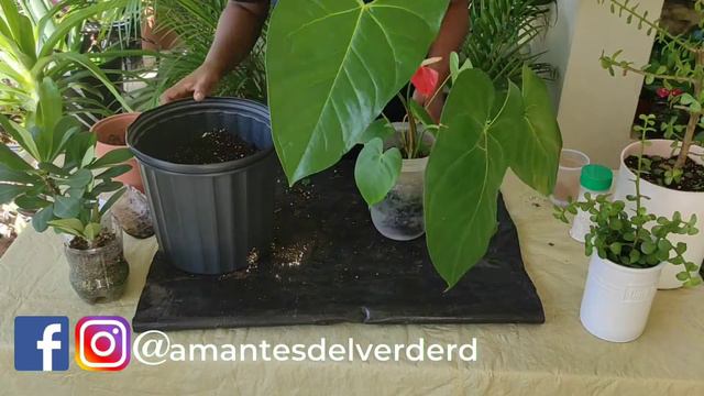 Trasplante | Jade • Corona • Anturio смотреть онлайн