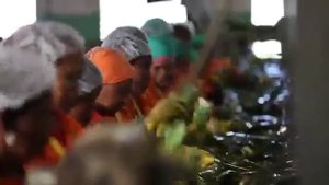 Плантации Алоэ Вера ФЛП в Доминиканской Республике