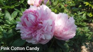 Pink Cotton Candy