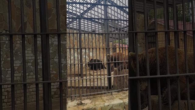 зоопарк Лимпопо 07.2023(2) смотреть онлайн