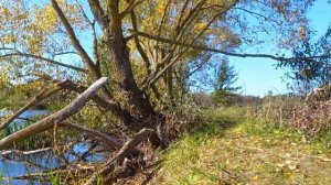 Ловили пассивного окуня с другом на дроп-шот с берега