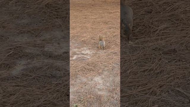 Squirrel run and find food.