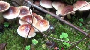 Какие грибы растут в ноябре. Ложный опенок.