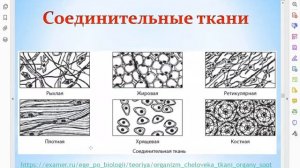 Биология: вводный курс. Ткани животных. Часть 8.