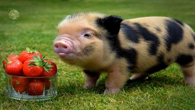 Самые маленькие животные в мире. НЕОБЫЧНЫЕ ЖИВОТНЫЕ. Удивительные факты смотреть онлайн