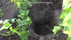 Выращивание винограда. Посадка винограда. Посадка вегетирующего саженца весной.