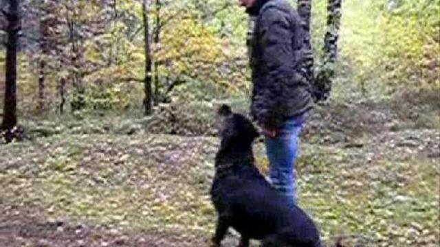 Ротвейлер-дрессировка