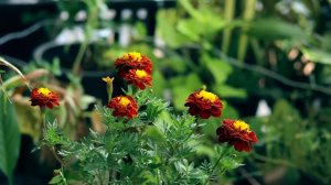 Best Flowering Plants for Indoors and Outdoors & their complete care