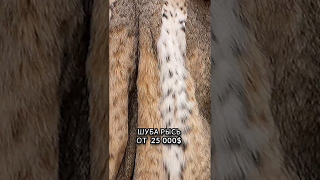 ЦЕНА на шубы из рыси на фабрике кожи и меха Стамбул. Женские шубы в Стамбуле смотреть онлайн