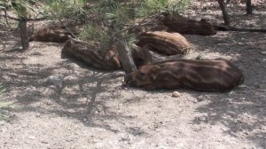 ДИКИЕ КАБАНЧИКИ КРЫМА!)) АЛЕКС КОРМИТ КАБАНОВ КАРТОШКОЙ! АЛУШТА. 2012 WILD BOARS OF THE CRIMEA!))