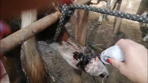 Рана у коровы. Лечение ран у коров.