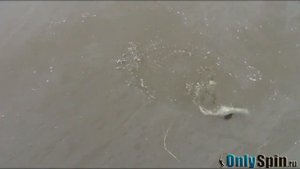 Ловля форели на спиннинг. Trout Area