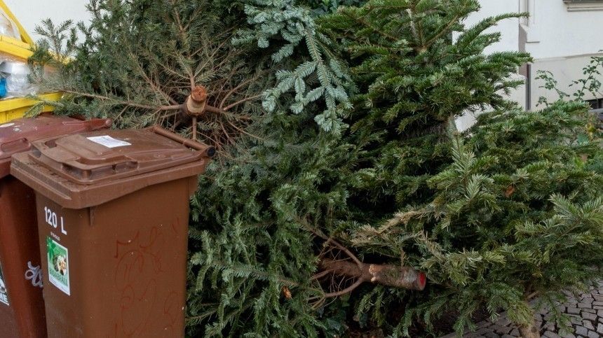 Вторая жизнь: что ожидает елки после Нового года