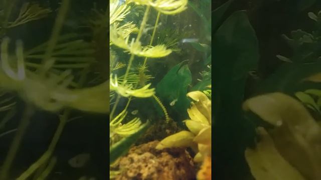 🐟🐠мальки гуппи подрастают в общем аквариуме.пока все в норме.