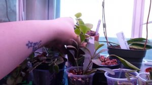 New Plant Growth/Let's Look At New Growth!/A Spring Growth Update