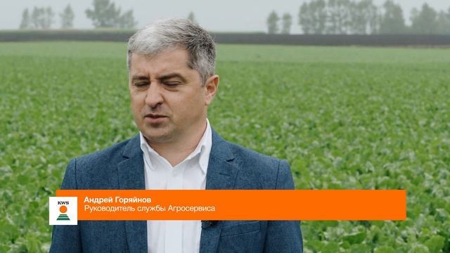 Сахарная свёкла: опыт с орошением. Гибрид РЕКОРДИНА КВС.