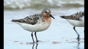 Песчанка (Calidris alba) - Sanderling