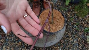 моя дача ПАДУБ мучегара Нелли Стивенс/Ilex Nellie R. Stevens | КЛЕН ГАРНЕТ | АРАУКАРИЯ РАЗНОЛИСТНАЯ