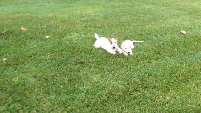 Ralph & Java invent a wooden toy to chew & play with смотреть онлайн