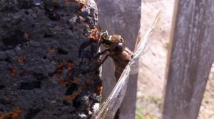 Самая большая стрекоза (России) жрет осу. Aeshna grandis