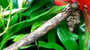 Австралийский палочник.Extatosoma tiaratum