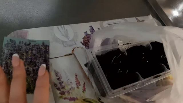 Лаванды узколистная из семян смотреть онлайн