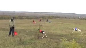 Салюки Аль Накава - видео - курсинг борзых