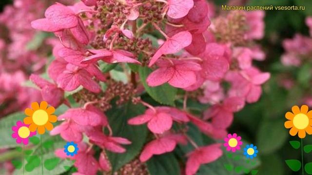 Гортензия метельчатая Мэджикал Файер. Краткий обзор, описание hydrangea paniculata Magical Fire