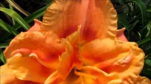 Конго Корал  махровый лилейник