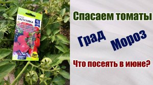 Что посеять в июне. Спасаем томаты. Заморозки. Град. Томат "Запуняка".