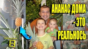 ШОК!!! ВЫРАСТИТЬ АНАНАС ДОМА - ЭТО РЕАЛЬНО. ЦВЕТЕНИЕ, ПЛОДОНОШЕНИЕ И УКОРЕНЕНИЕ АНАНАСА. АНАНАС ДОМА