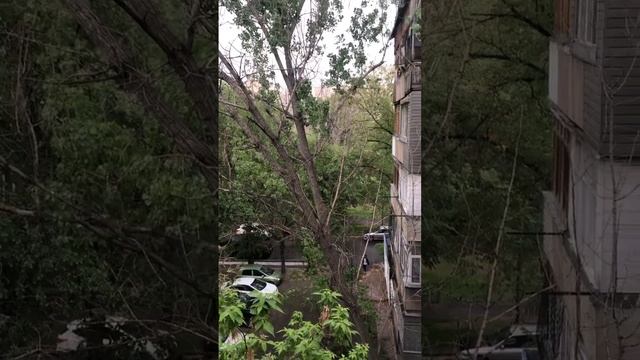 Хотел признаться, за окном засохло большое дерево, по видимому тополь,осторожней по ночам по городу