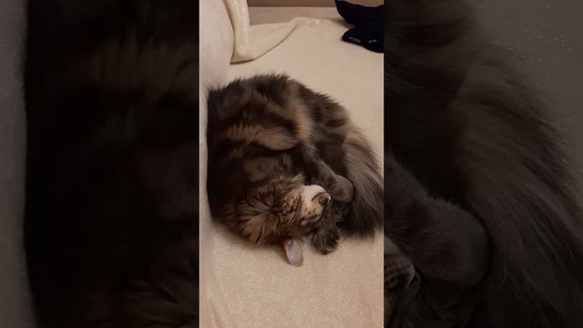 Спящая кошка. Спи, смотри приятные сны вместе с Мурашей смотреть онлайн