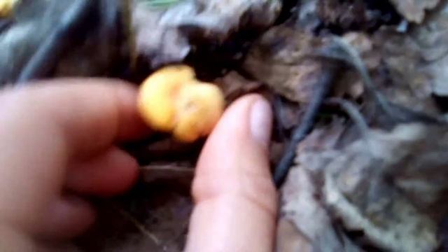 Грибы лисички?? смотреть онлайн