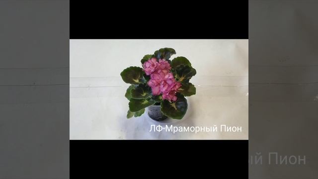 К-Бонжур, К-Небесная Синь, ЛФ-Мраморный Пион, ЛФ-Эллина смотреть онлайн