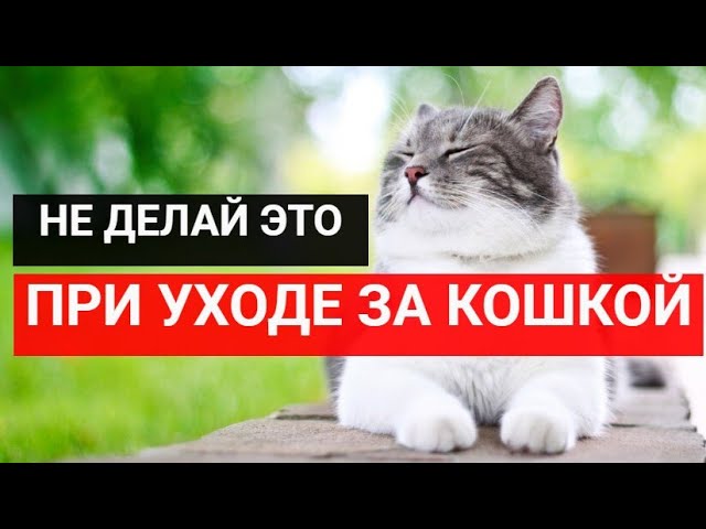 14 вещей, которые нельзя делать при уходе за кошкой