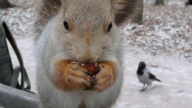 Белки смотреть онлайн
