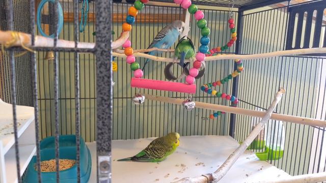 Sunday Budgie/Parakeets family, Petunia mom, Hercules dad, Sunny son, grooming, chirping, paper rol смотреть онлайн