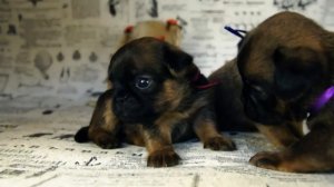 Three weeks old Petit Brabancon puppies