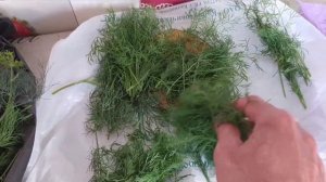 Заготовка укропа на зиму. Свежий вкус, словно только сорвали!