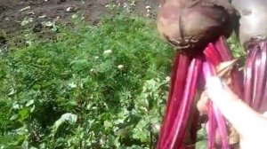 Как вырастить свеклу. Сажаем на одной грядке свёклу 2-х сортов.