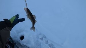 Поиски судака зимой на водохранилище