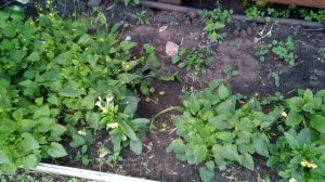 Июнь. Зацветают розы Розариум Ютерсен, Мандаринка, мэджикал кавер, Томас грэхем, Ругельда и пионы