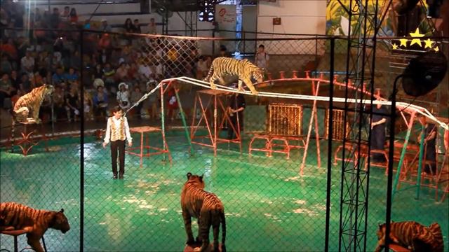 Шоу Тигров.  Тигровый зоопарк Сирача / Siracha Tiger Zoo (Тайланд) - 3