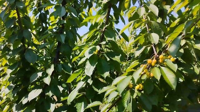 Завязь черешни | Формировка KGB | испанский куст | Защита черешни от ...