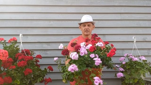 Пеларгония зональная, пеларгония плющелистная, пеларгония межвидовая и королевская